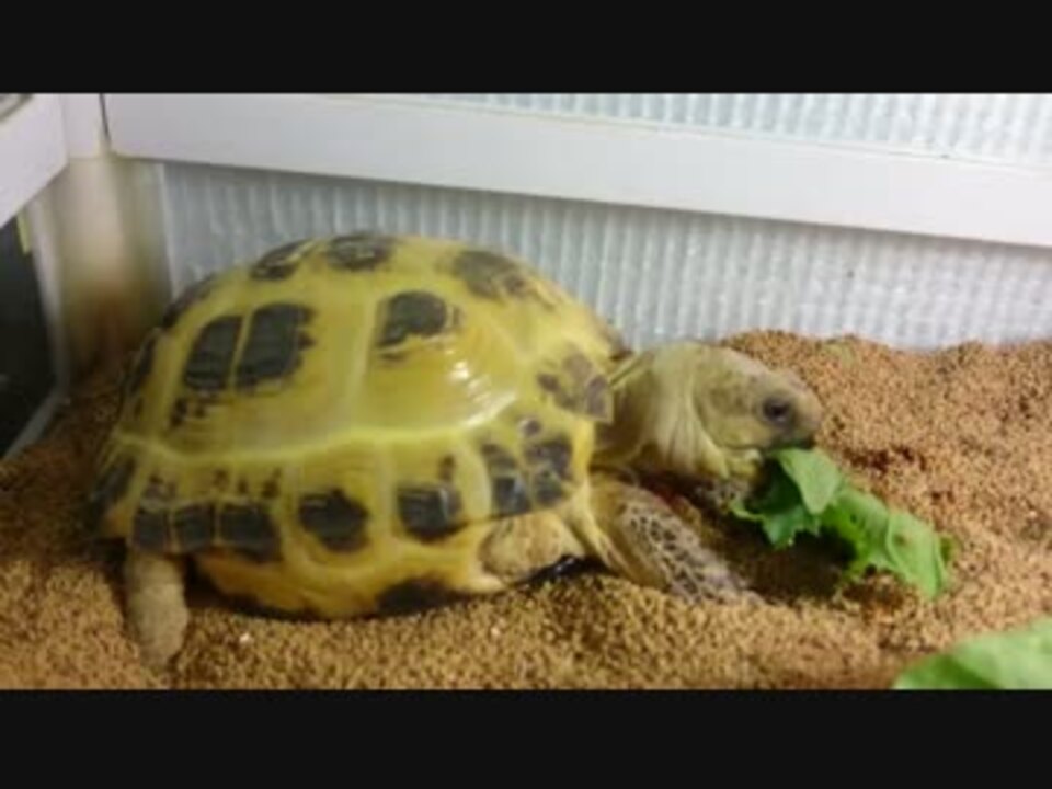 人気の 動物 リクガメ 動画 191本 4 ニコニコ動画