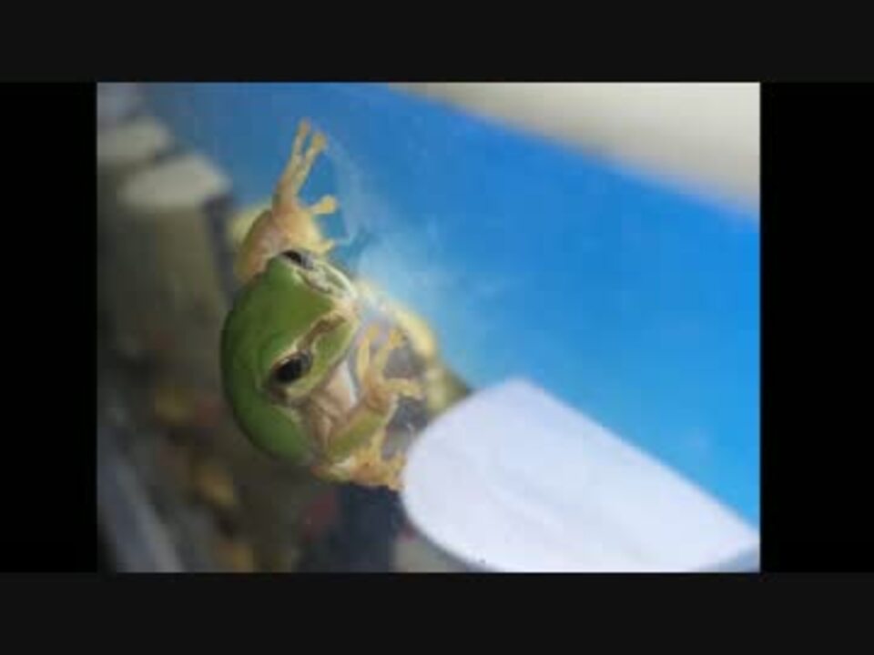 人気の アオガエル 動画 2本 ニコニコ動画