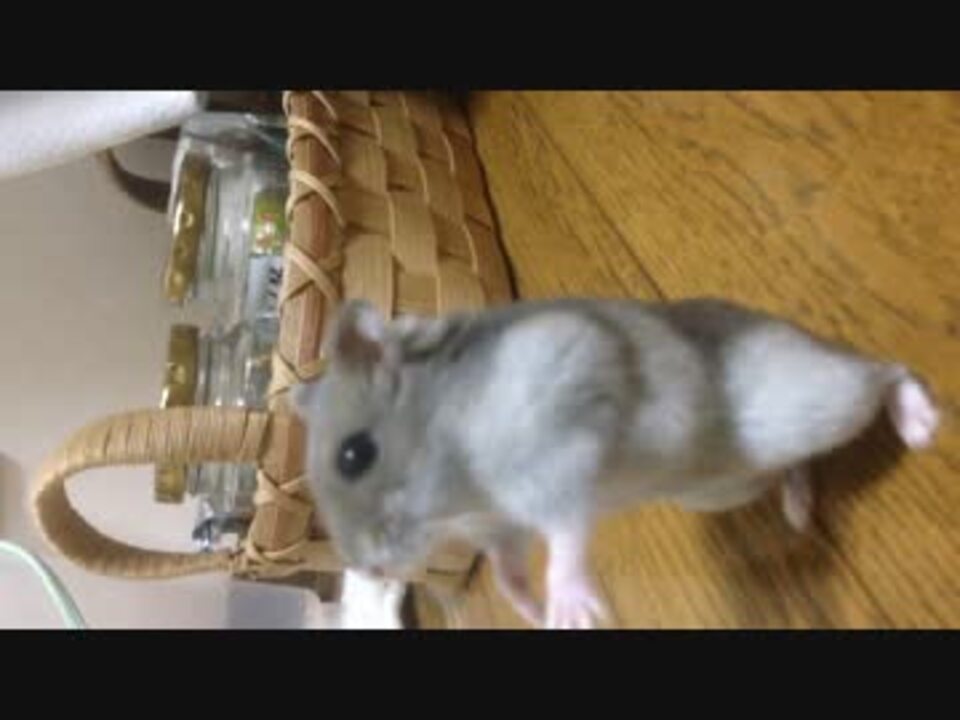 人気の 二足歩行ハムスターシリーズ 動画 29本 ニコニコ動画