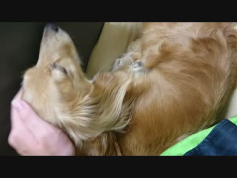 うちの犬を撫でるだけ ニコニコ動画