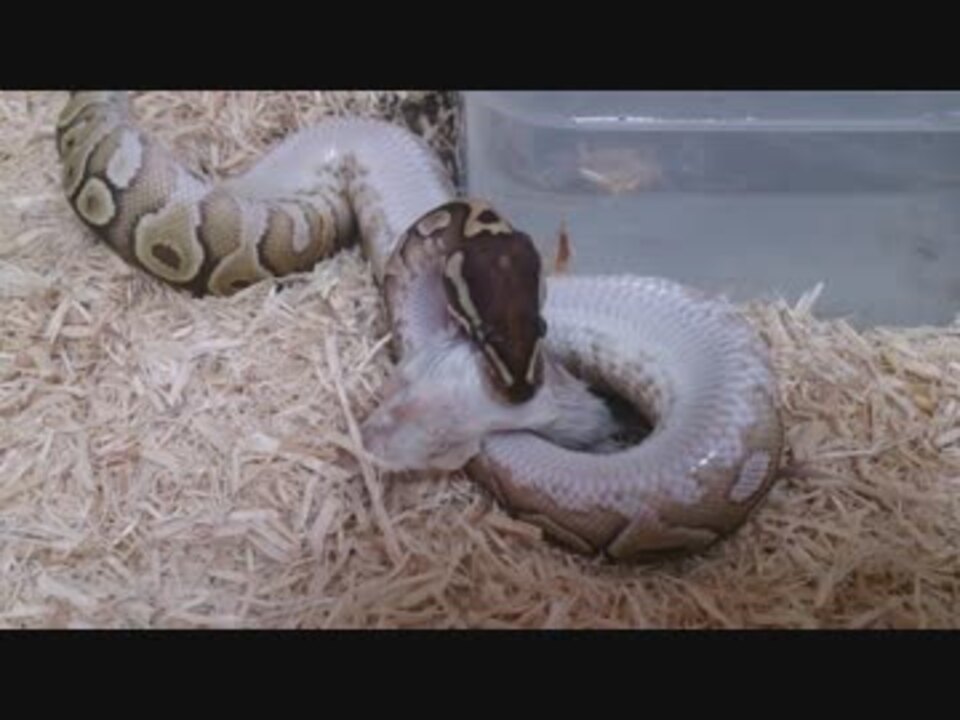 人気の 爬虫類 Av アニマルビデオ 動画 753本 12 ニコニコ動画