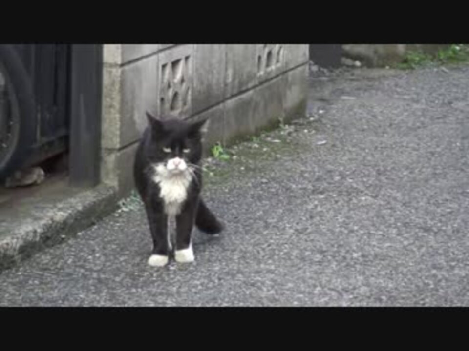 クール 猫 ヤクザ 相関 図