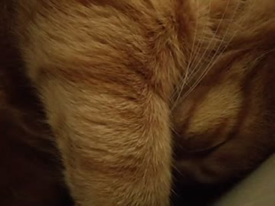 猫のいびきがうるさいんです ニコニコ動画