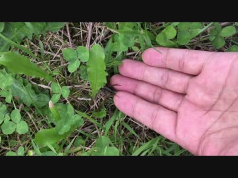 オケラ可愛いよオケラ ニコニコ動画