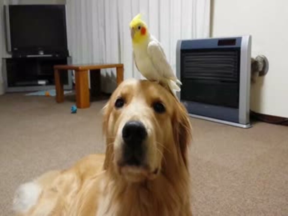 犬の頭にインコ ニコニコ動画