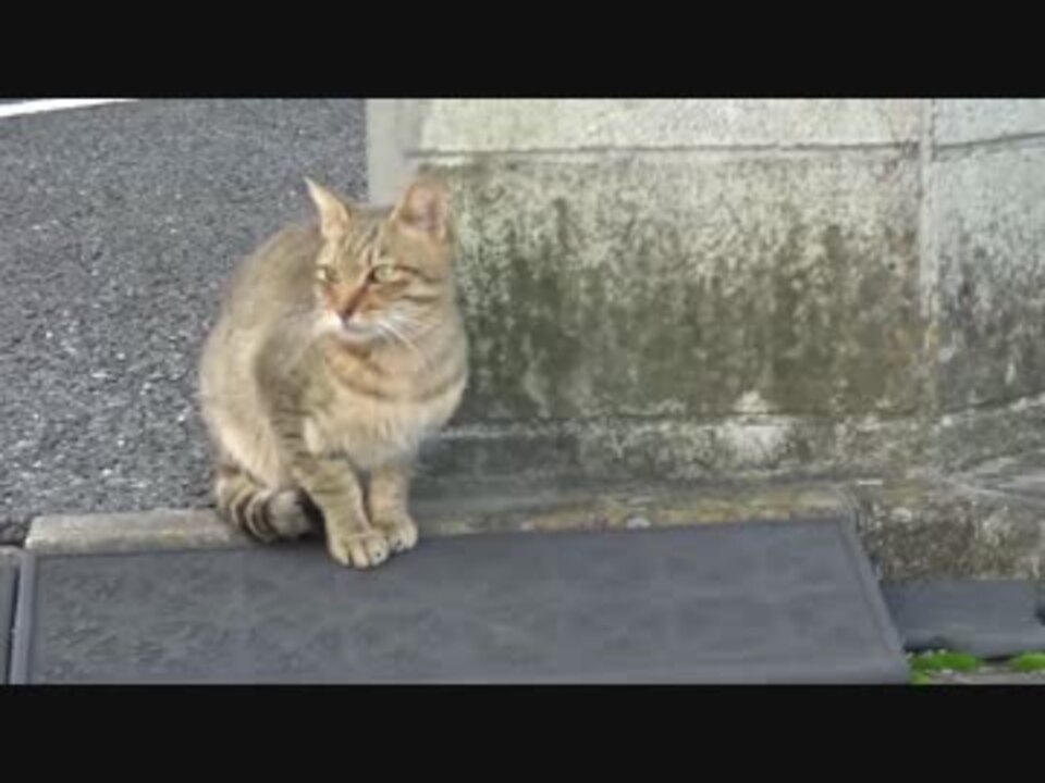 猫 ヤクザ 相関図