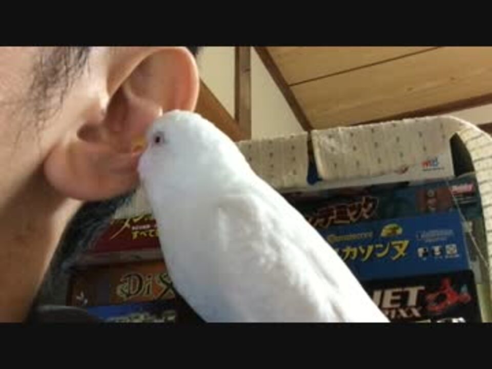 IK（インコ）耳掃除 - ニコニコ動画