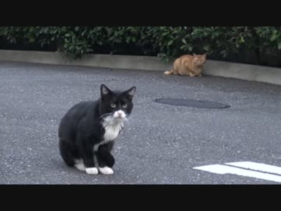 アホ猫 教育される ニコニコ動画