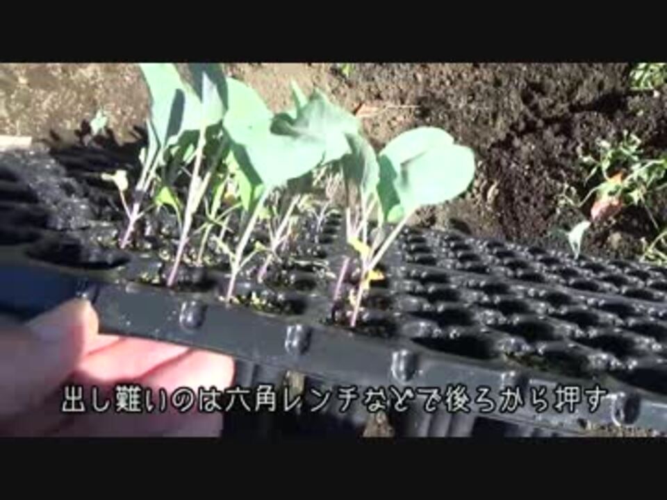 はじめての農家生活 その41 - ニコニコ動画