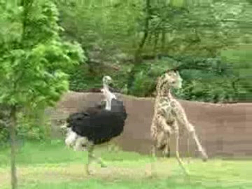 人気の 動物 ダチョウ 動画 本 2 ニコニコ動画