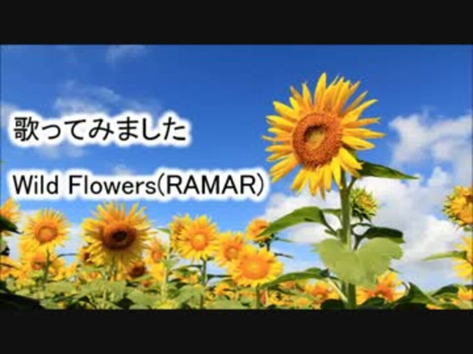 歌ってみた Wild Flowers Ramar ニコニコ動画