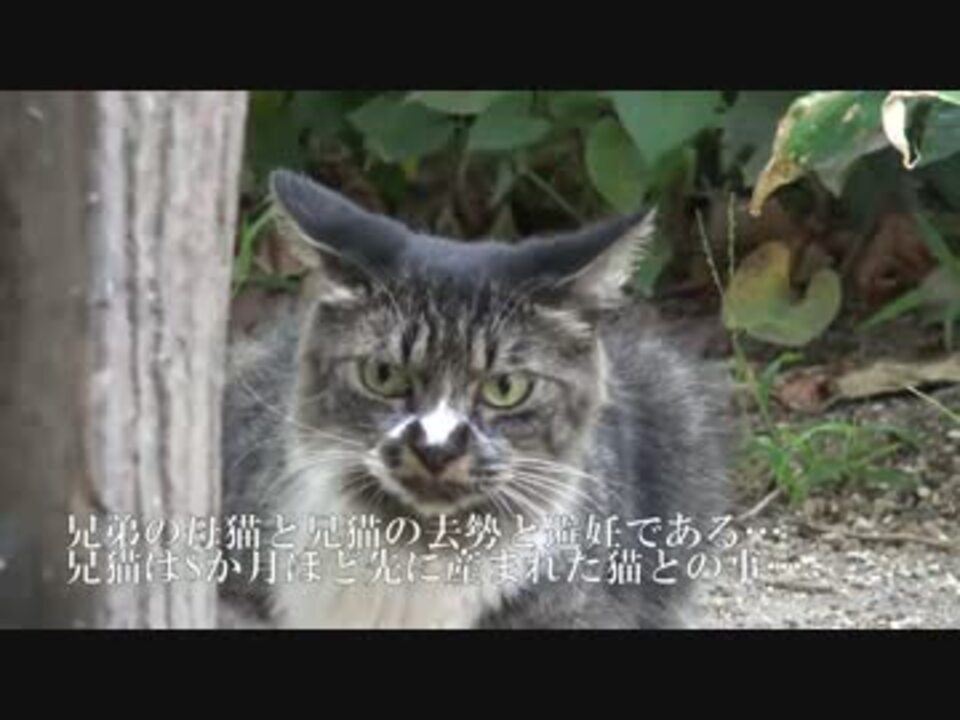 人気の ねこかます もふり手 動画 1 085本 16 ニコニコ動画