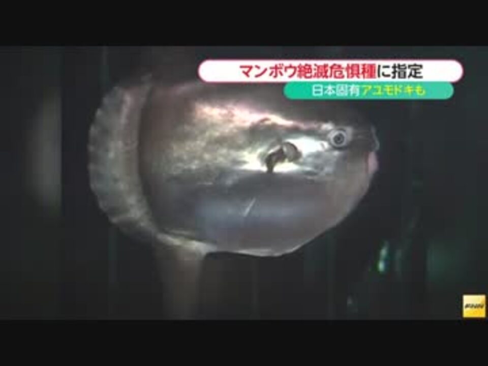 マンボウ 絶滅危惧種に指定 Iucnが絶滅危惧種の最新リスト発表 ニコニコ動画