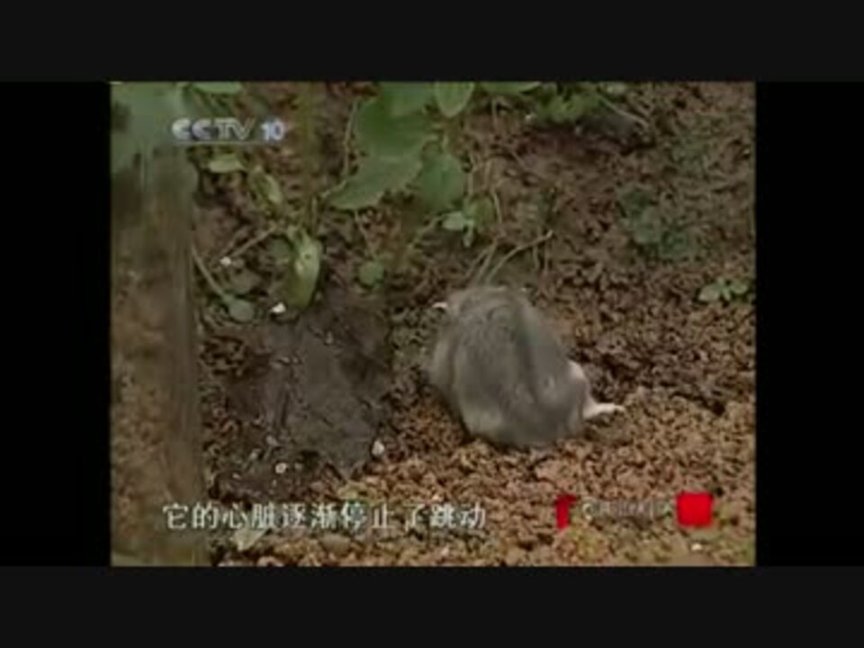 ホモと学ぶネズミvs蜂 ニコニコ動画