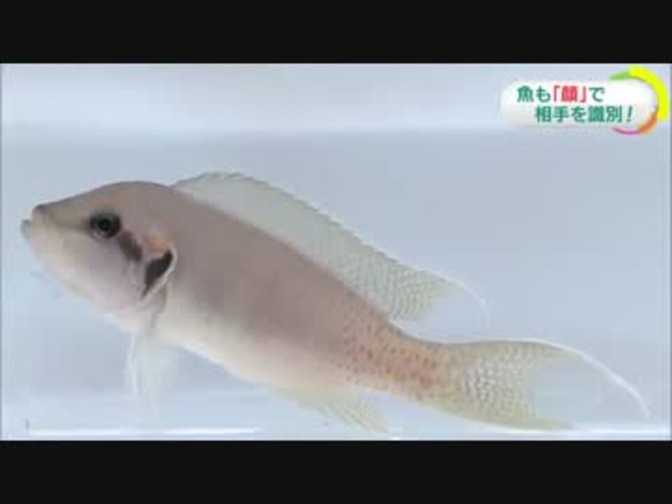 魚も 顔 で相手を識別か ニコニコ動画