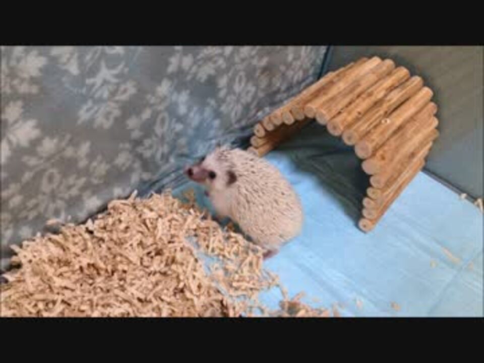 ハリネズミ が 転ぶ - ニコニコ動画