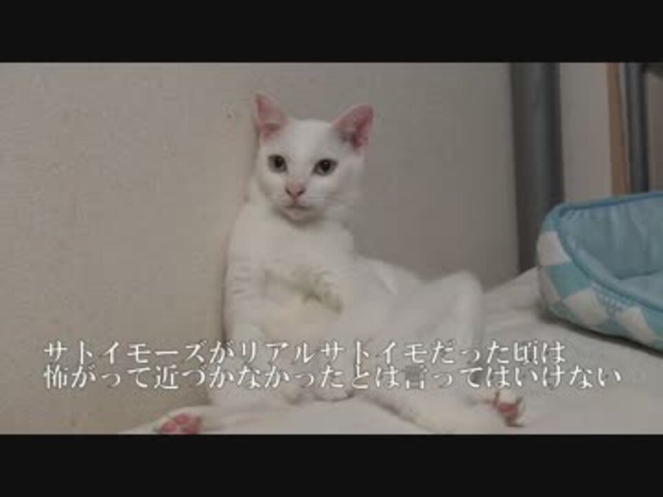 猫 ヤクザ 相関図