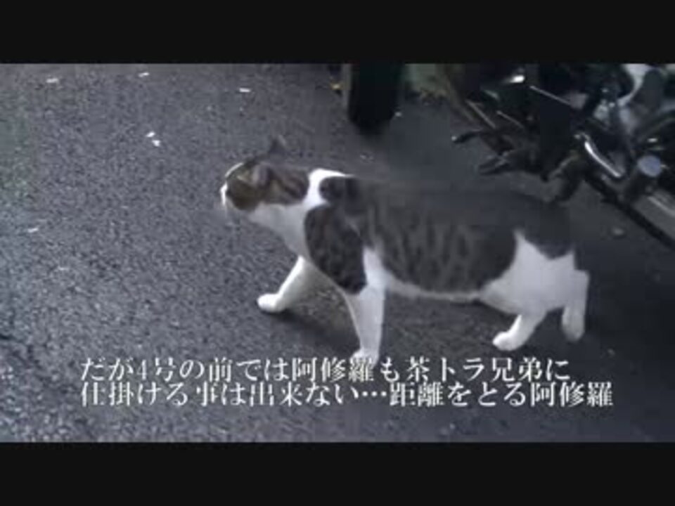 猫 阿修羅の阿修羅が遂に阿修羅化 ニコニコ動画