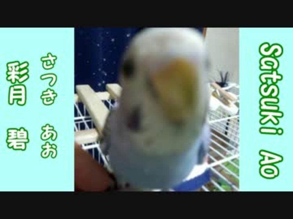 人気の ぴよぴよ動画 動画 338本 5 ニコニコ動画