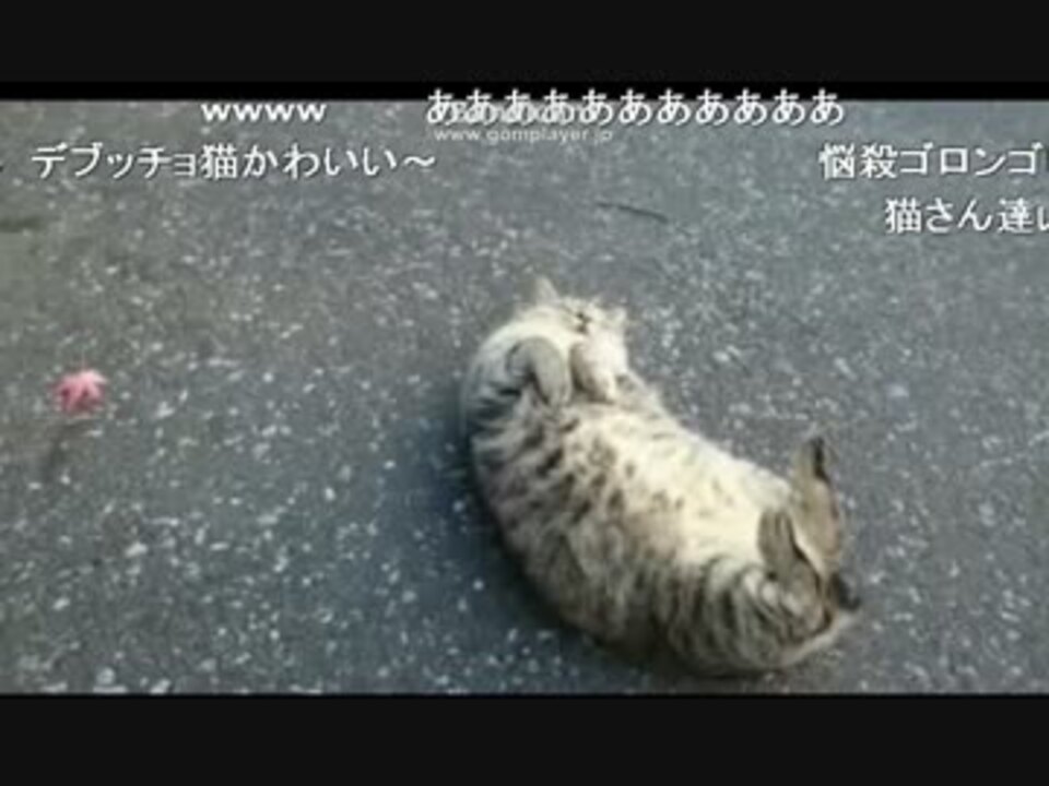 人気の オヨネコぶーにゃん 動画 11本 ニコニコ動画