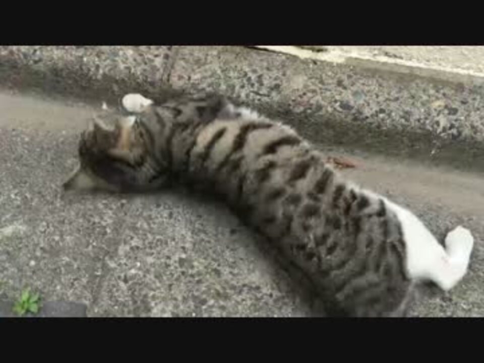 新ジャンル 肉食系ヤンデレ超ブラコンジト目猫耳妹 ニコニコ動画