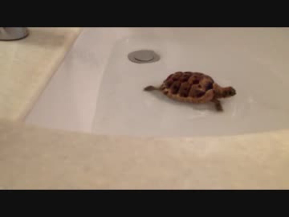 人気の りくガメ 動画 217本 4 ニコニコ動画