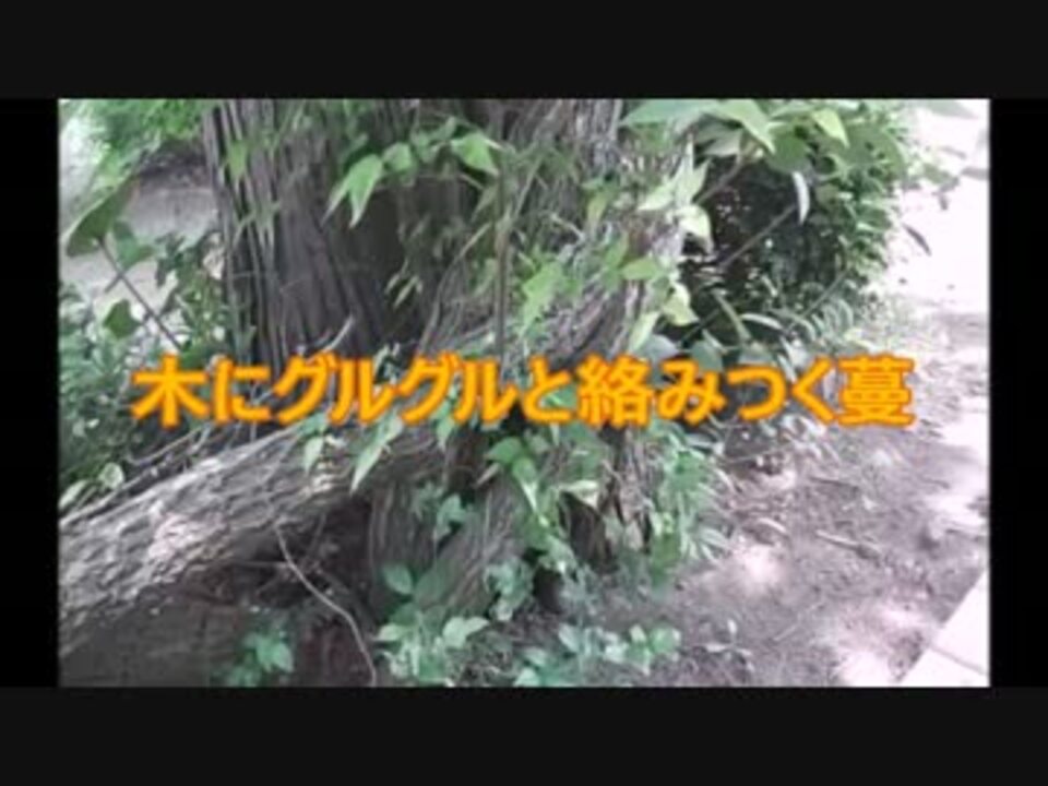 木にグルグル と絡みつく蔦 ニコニコ動画