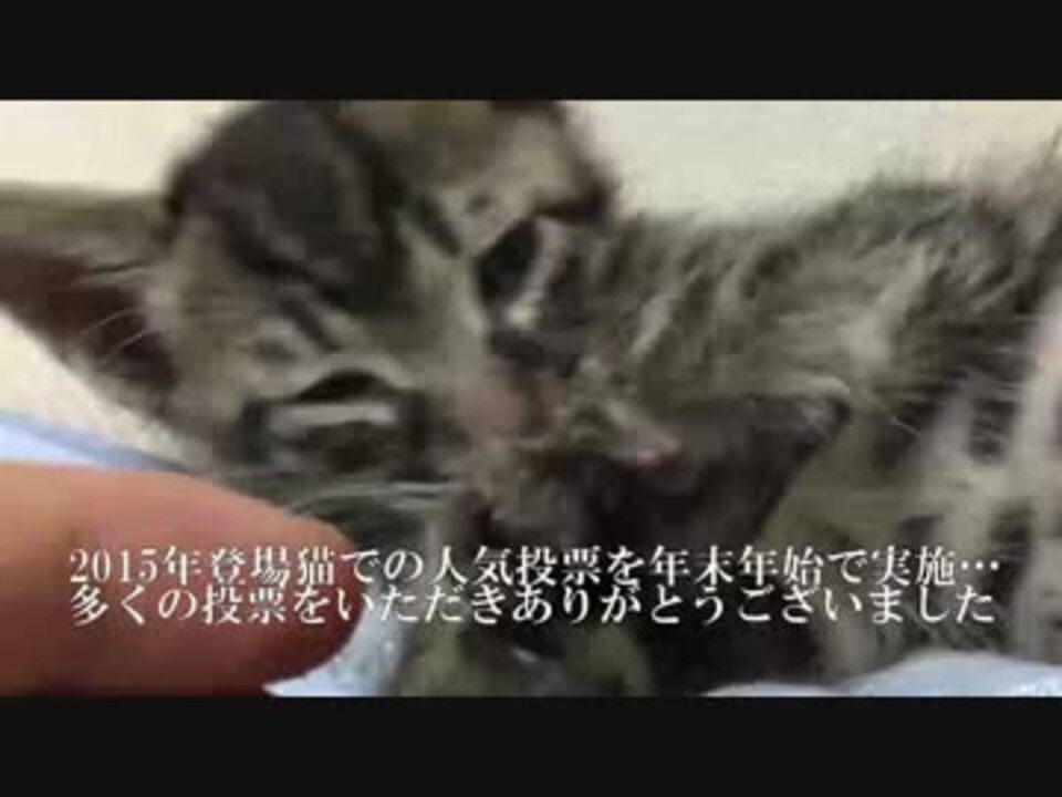 15年度登場猫人気投票結果発表 ニコニコ動画