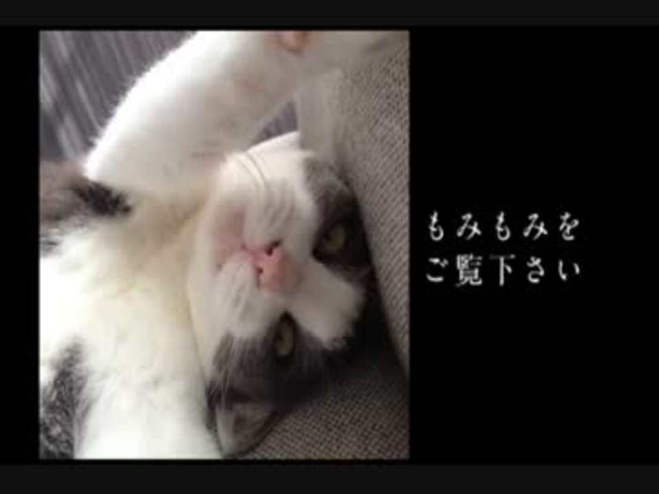 人気の ねこ もみもみ 動画 25本 ニコニコ動画