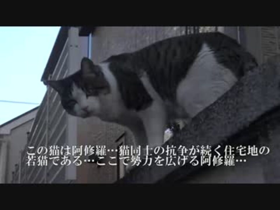 猫 阿修羅 あきらかになる衝撃の出自 ニコニコ動画
