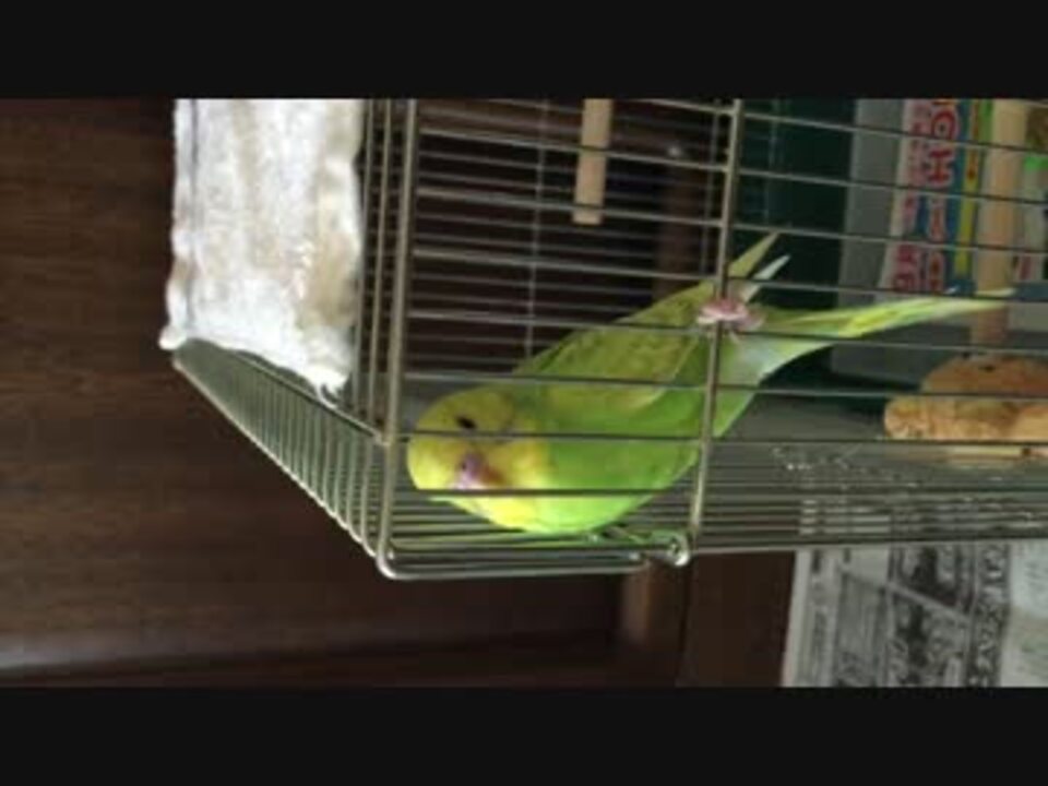 セキセイインコ 朝の鳴き声 ニコニコ動画