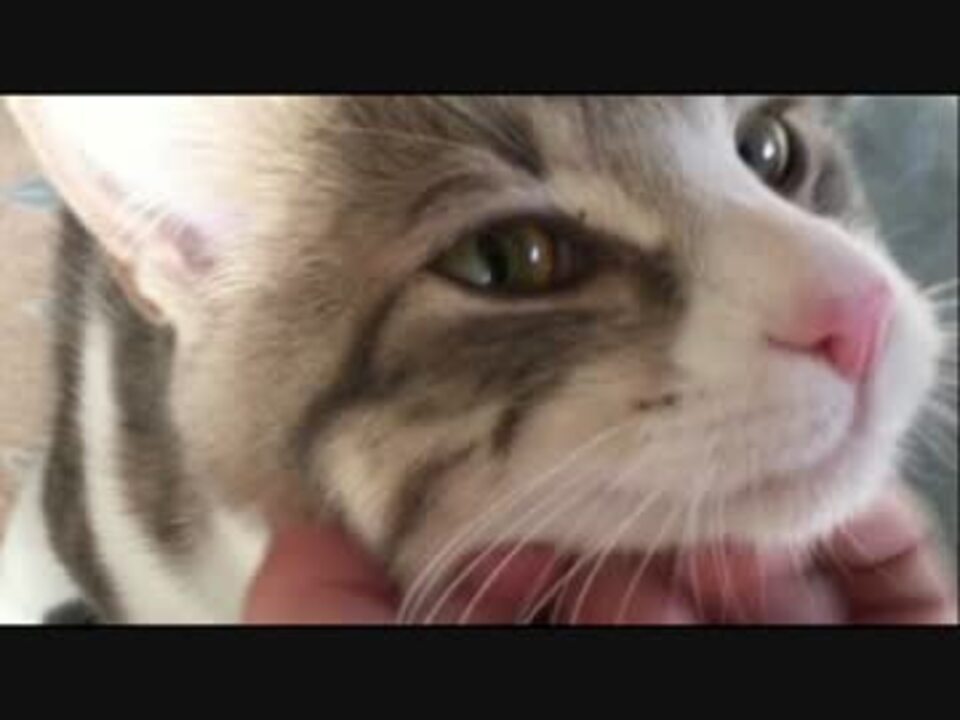 ひとりぼっちでさみしい猫 鳴く ニコニコ動画