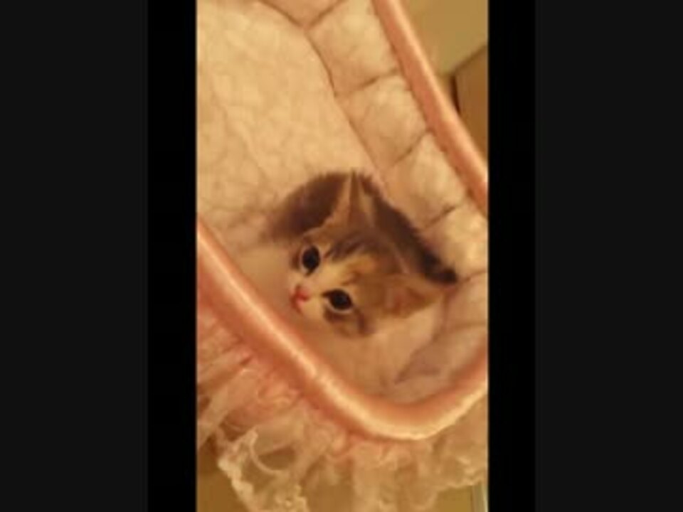 たかみなの飼っている猫のにゃーちゃんが可愛いパート２ ニコニコ動画