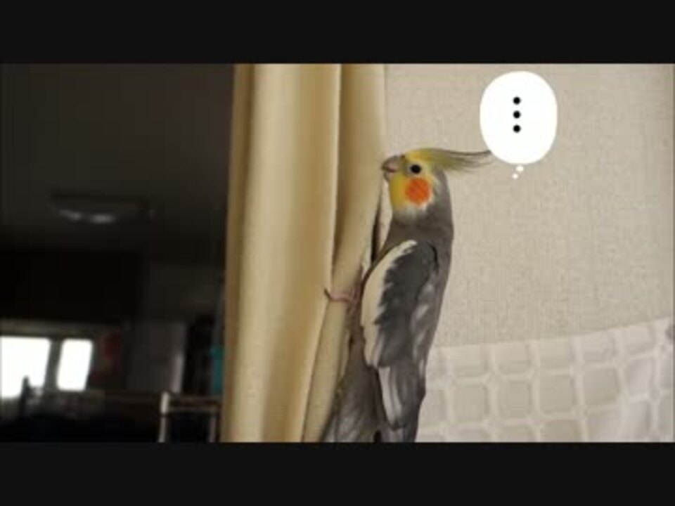 カーテンをよじ登って壁紙を毟り取るオカメインコ ニコニコ動画