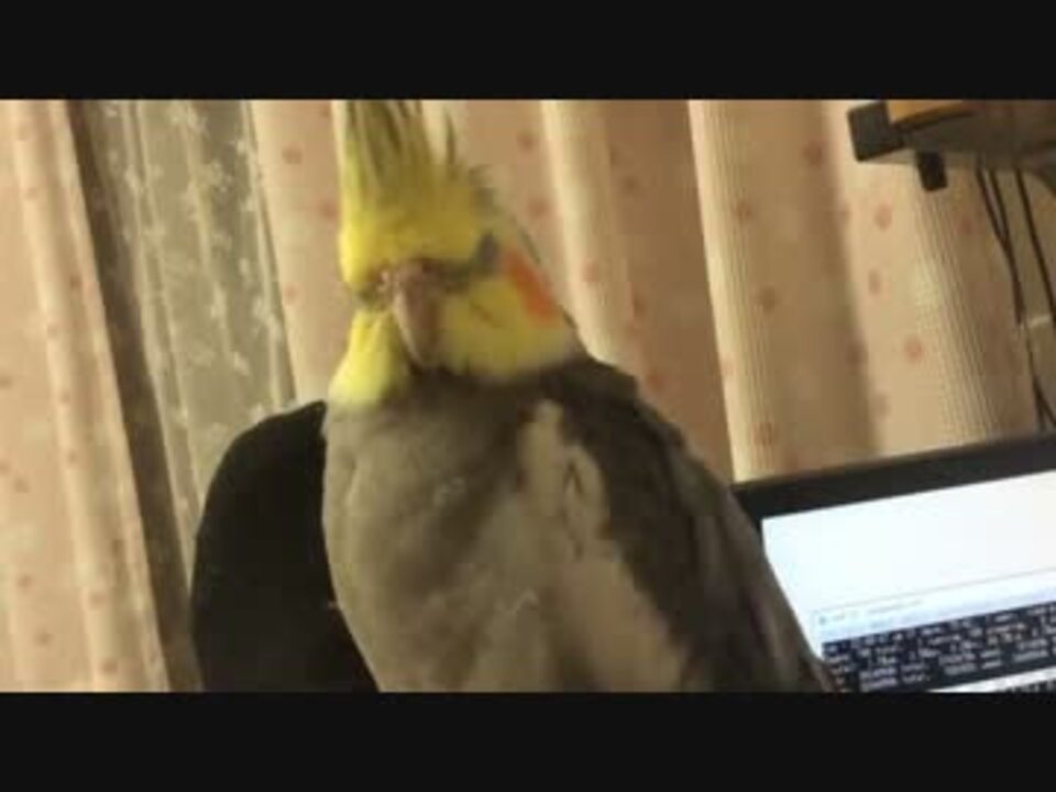 人気の 動物 オカメインコ 動画 2 152本 15 ニコニコ動画