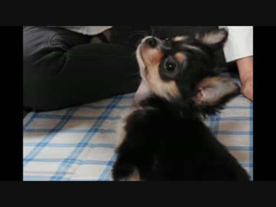 人気の 動物 チワワ 動画 875本 16 ニコニコ動画