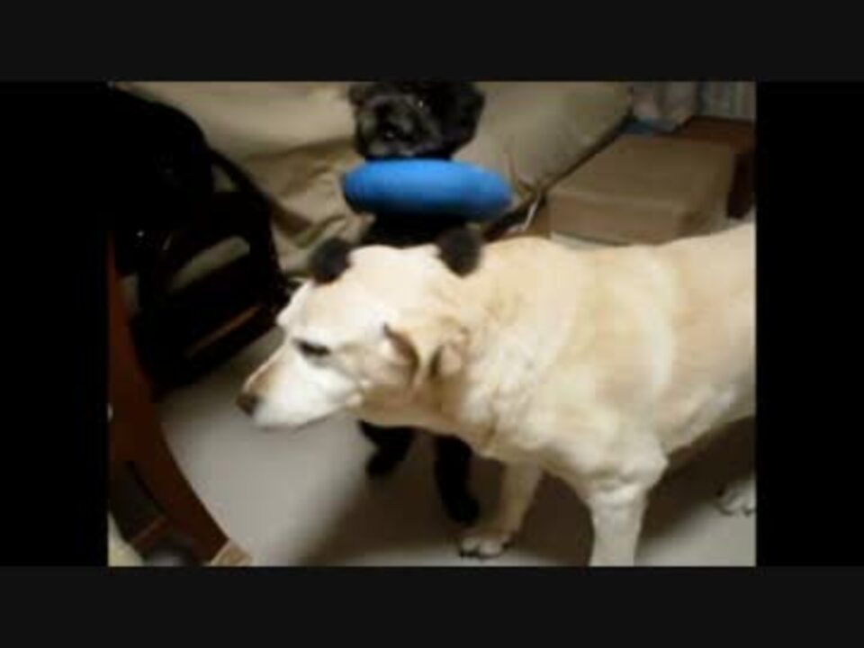 人気の トイプー 動画 30本 ニコニコ動画