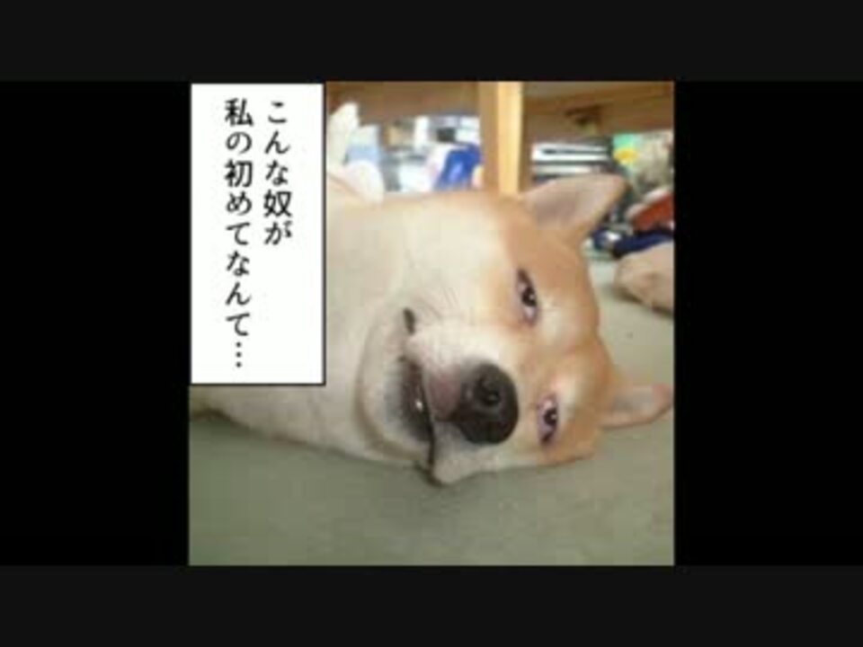 人気の おもしろ犬 動画 3本 ニコニコ動画