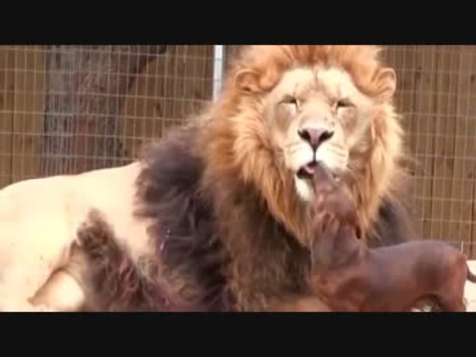 ライオンと犬のペロペロ合戦 ニコニコ動画