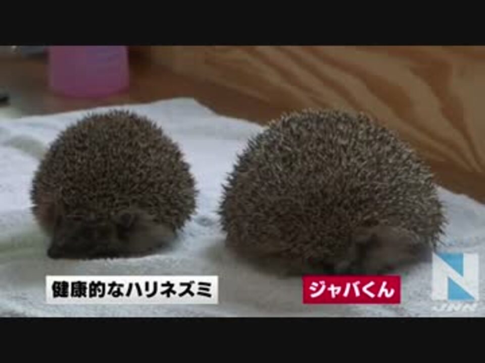 太りすぎたハリネズミがダイエットに挑戦 ニコニコ動画