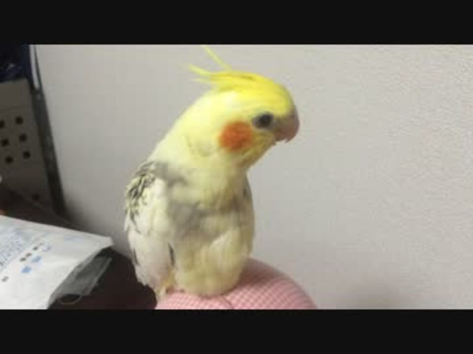 オカメインコ パトリオット か細い雛鳴き ニコニコ動画