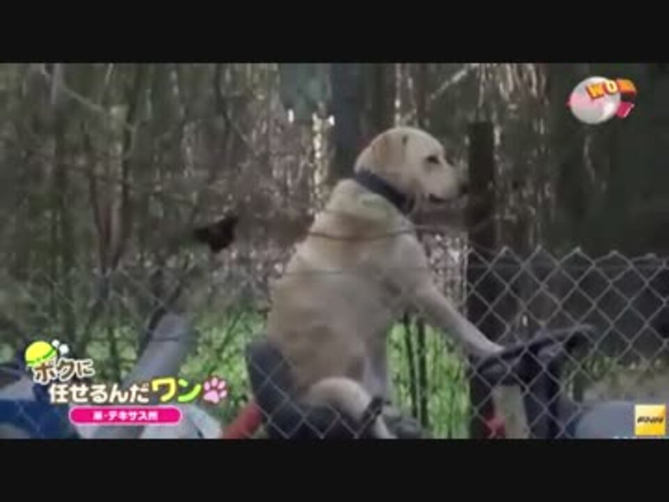 竜巻のあと 芝刈り機の座席に座る犬に遭遇 ニコニコ動画