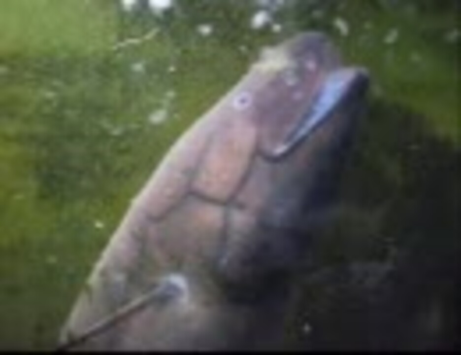 肺魚 レピドシレン パラドクサのお食事 ニコニコ動画