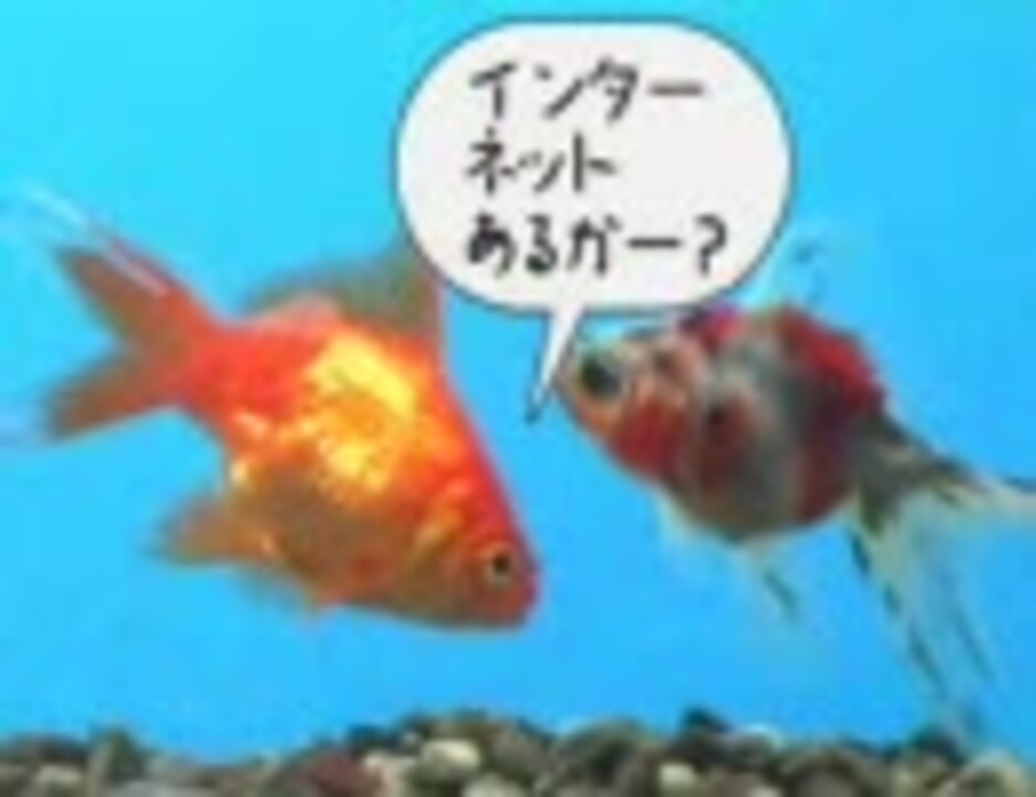 金魚にアテレコしてみた その1 追いかけっこ編 ニコニコ動画