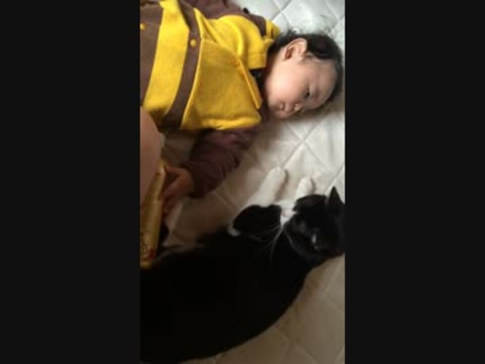 人気の 動物 虐待 動画 102本 ニコニコ動画