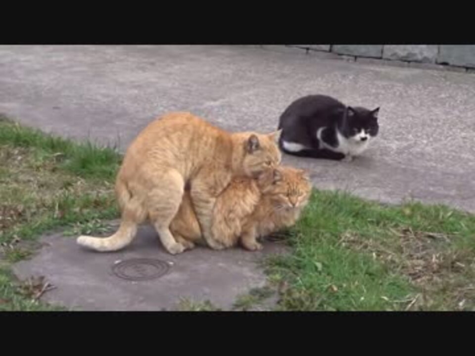 交尾する猫 レアな猫の３ｐだ 交尾三部作２ ニコニコ動画