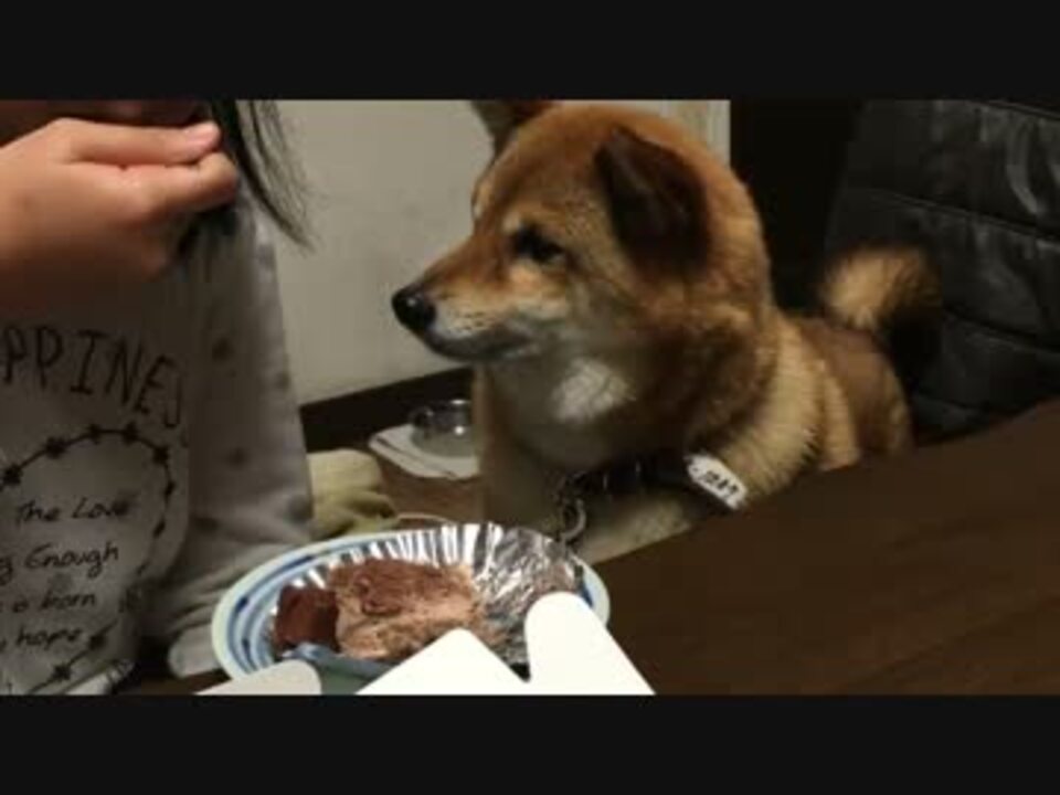 妹が犬の前でケーキ食った結果ｗｗｗｗｗｗｗｗ ニコニコ動画