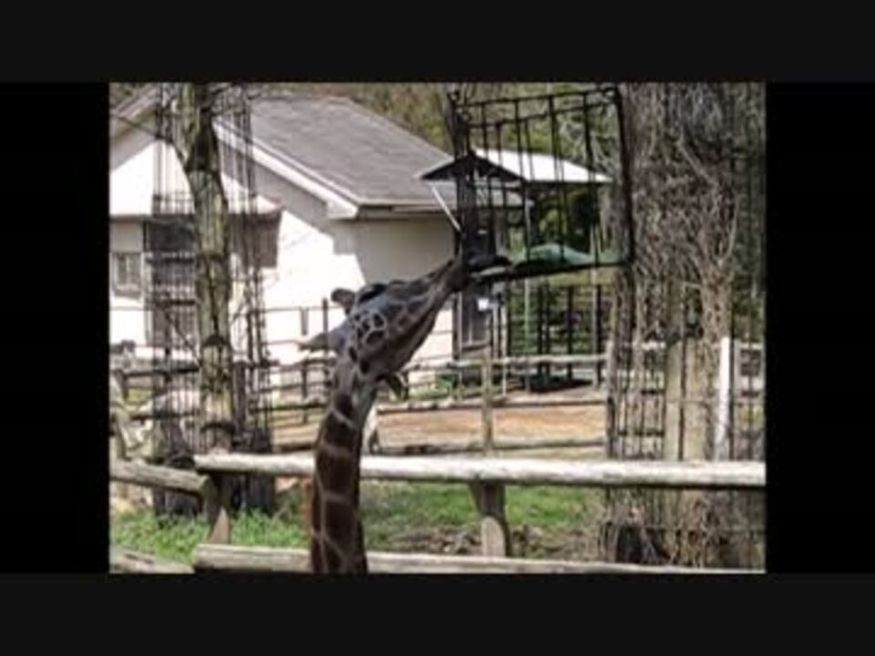 人気の きりん 動画 2 493本 18 ニコニコ動画