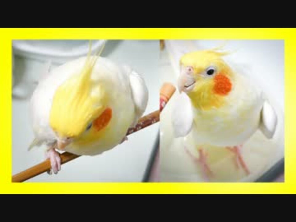 オカメインコが箸で遊ぶ ニコニコ動画