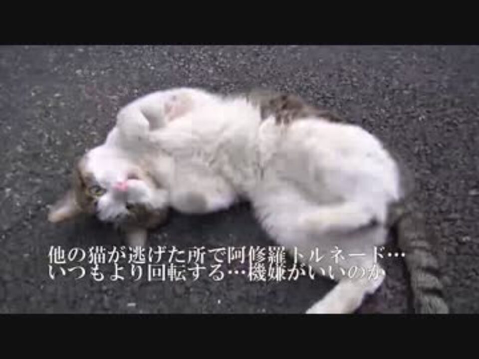 人気の 茶トラ4号 動画 80本 ニコニコ動画